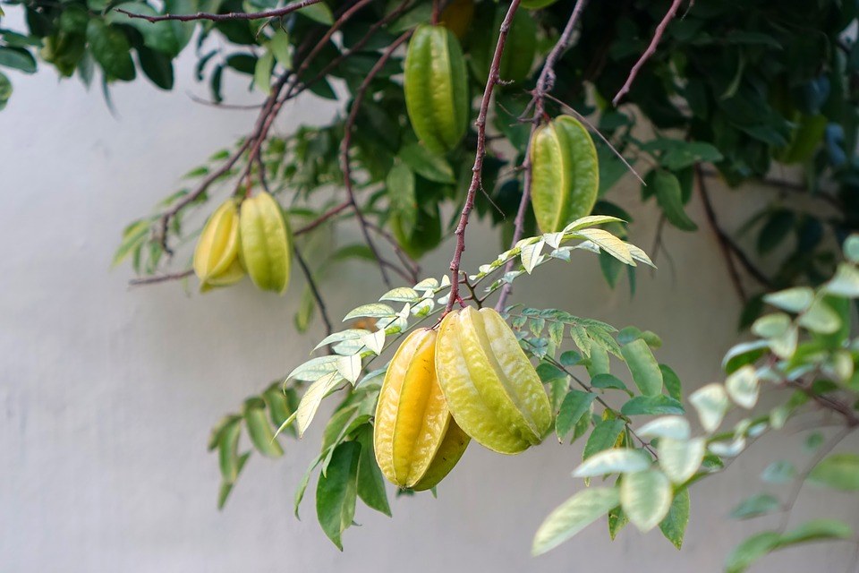 Vypěstujte si karambolu - exotické, leč zdravé ovoce
