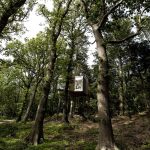 Dánský hotel nabízí ubytování v korunách stromů v moderním dřevěném apartmánu