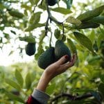 Barevné japonské javory můžeme pěstovat i u nás