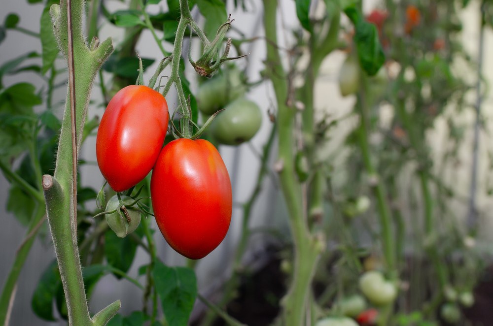 Dejte si pozor na časté chyby při pěstování rajčat