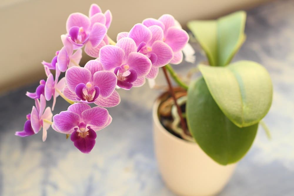 Mini orchideje udělají velkou parádu, ale pěstování není med