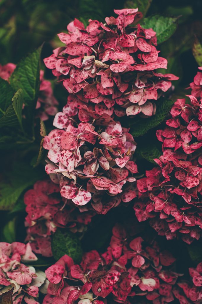Jak na pěstování hortenzií na zahradě i v květináči
