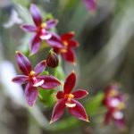 Venkovní orchideje dopomohou vykouzlit jedinečnou okrasnou zahradu