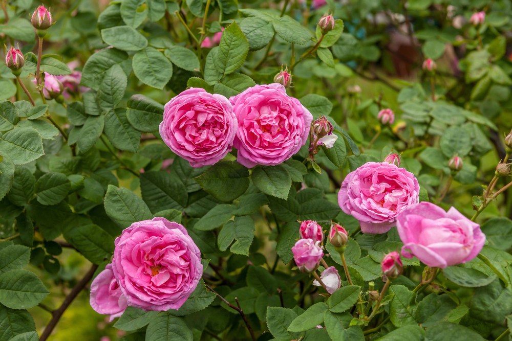 Růže stolistá rozzáří každou zahradu. Pomůže i při nachlazení jako čaj nebo ve formě výborného sirupu