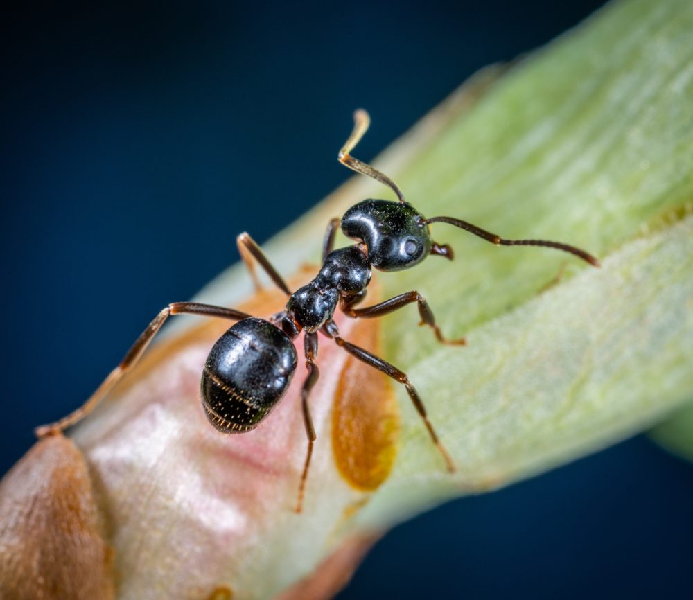 Osvědčený postup, jak z domácnosti vypudit mravence