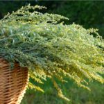 Jediná lžička domácího hnojiva udělá velké věci. Nahradí 1 kilo hnojiva z obchodu, přitom je účinnější