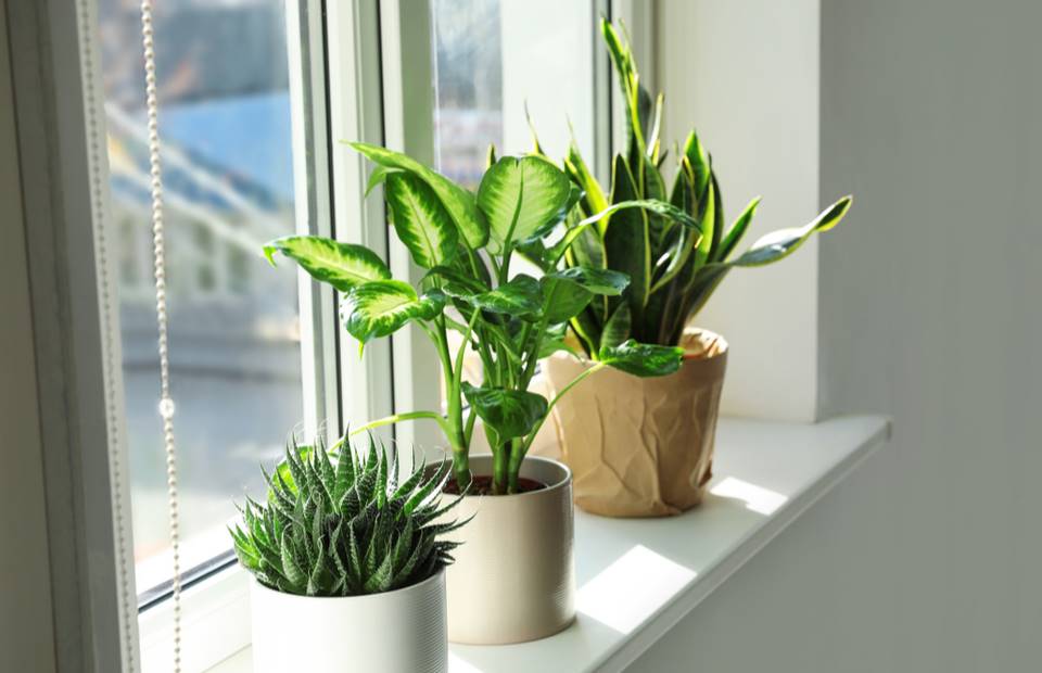 Nezničitelné pokojové rostliny, kterým nevadí ani teplo od radiátoru