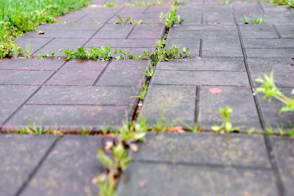 Odstraňte otravný plevel mezi dlažbou. Zmizí do několika hodin