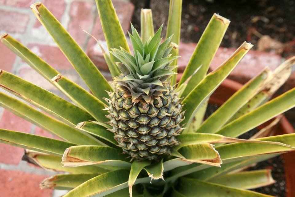 Pěstujte si ananas doma na parapetu. Stačí vám zbytky ze snědeného ovoce