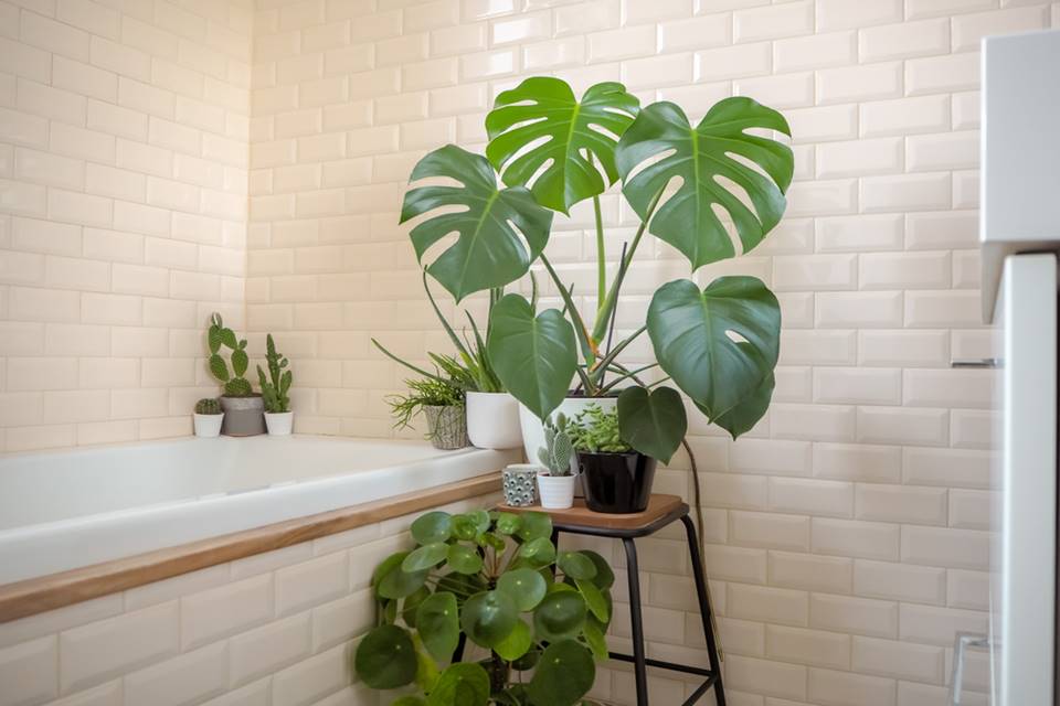 Rostliny vhodné do koupelny. Bude se jim tam náramně dařit