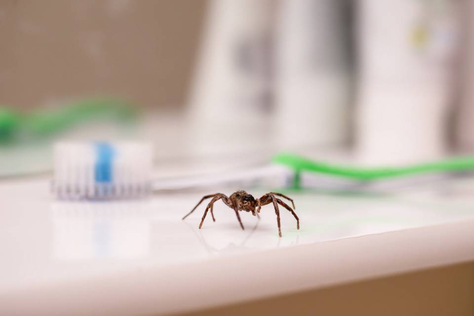 Pavouci opět pronikají do českých domácností. Zbavíte se jich pomocí citronové kůry